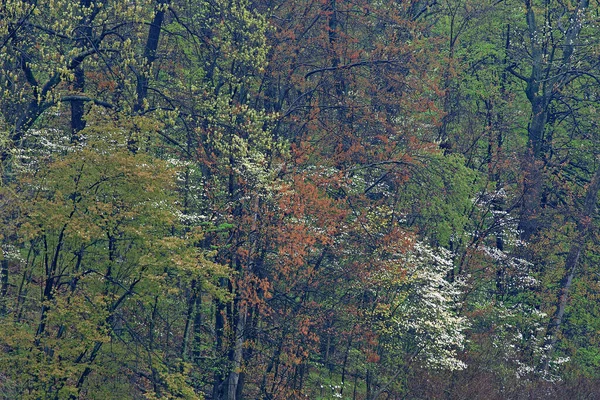 Våren Landskap Skog Med Dogwoods Blom Lake Doster Michigan Usa — Stockfoto