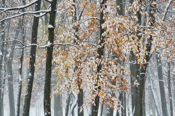 Autumn Landscape Snow Flocked Forest Yankee Springs State Park Michigan — Stock Photo, Image