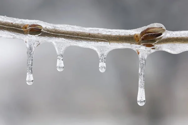 Close Icicles Twig Formed Winter Freezing Rain Event — Stock Photo, Image