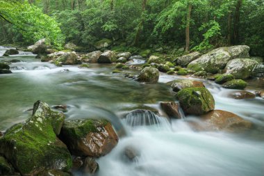 Big Creek 'in bahar manzarası hareket bulanıklığıyla, Great Smoky Dağları Ulusal Parkı, Tennessee, ABD