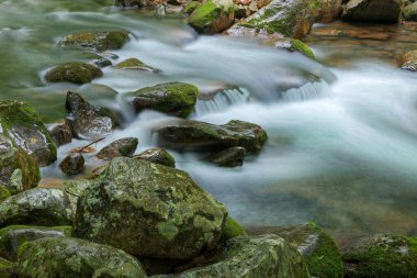 Big Creek 'in bahar manzarası hareket bulanıklığıyla, Great Smoky Dağları Ulusal Parkı, Tennessee, ABD