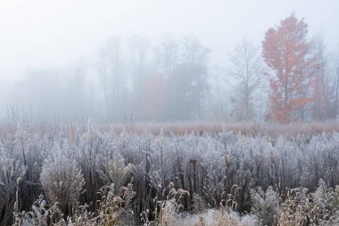 Donmuş, sonbahar, sis içindeki uzun çayır manzarası, Fort Custer State Park, Michigan, ABD