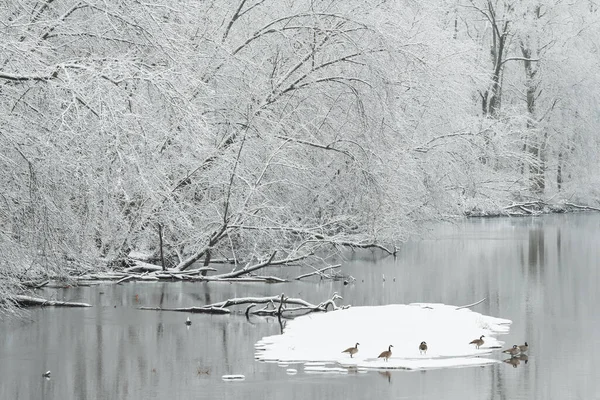 Winterlandschaft Des Schneebedeckten Ufers Des Kalamazoo River Mit Gänsen Auf — Stockfoto