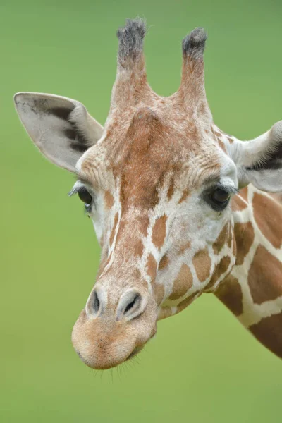 Carino Bambino Reticolato Giraffa Ritratto — Foto Stock