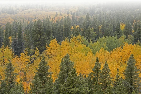 Paisagem Nebulosa Aspens Outono Cor Cheia Estrada Pico Pico Floresta — Fotografia de Stock