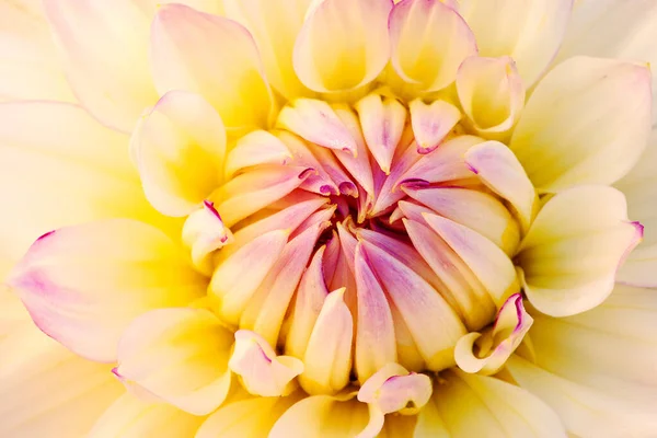 Close Van Een Rode Gele Dahlia Met Haar Texturen Patronen — Stockfoto