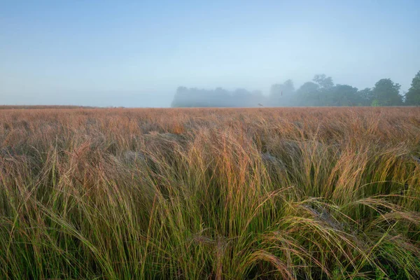 霧の中の背の高い草の草原の秋の風景 フォートカスター州立公園 ミシガン州 — ストック写真