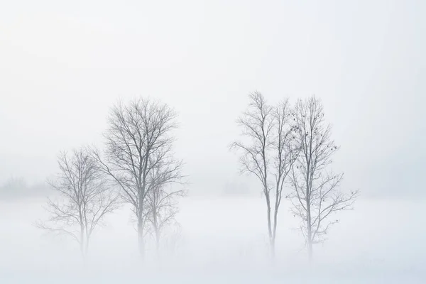 Foggy Winter Landscape Bare Trees Rural Setting Michigan — Stock Photo, Image