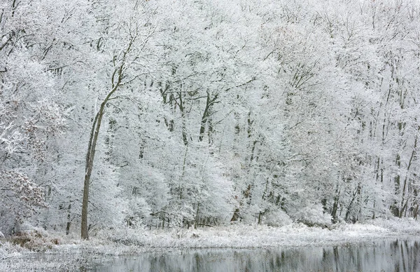 Krajina Sněhu Stáda Pobřeží West Gilkey Lake Michigan Usa — Stock fotografie