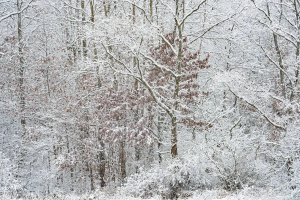 Landscape Snow Flocked Forest Shoreline Douglas Lake Michigan Usa — Stock Photo, Image