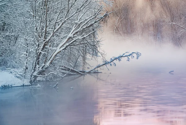 Paesaggio Alberi Innevati All Alba Lungo Nebbioso Fiume Kalamazoo Michigan — Foto Stock