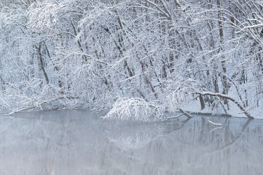 Kalamazoo Nehri 'nin sisli kıyı şeridi, Michigan, ABD' de karlı ağaçlarla doludur.