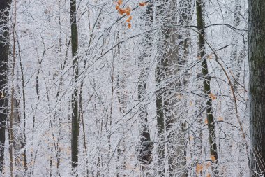 Dondurucu yağmurdan sonra, Michigan, ABD 'de buzlu ağaçlardan oluşan bir ormanın kış manzarası 