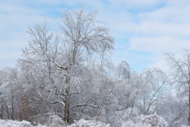 Buz gibi bir kış ormanının manzarası dondurucu bir yağmurdan sonra, Yankee Springs Eyalet Parkı, Michigan, ABD