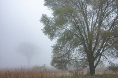 Sis içindeki uzun çayırların sonbahar manzarası, Fort Custer State Park, Michigan, ABD