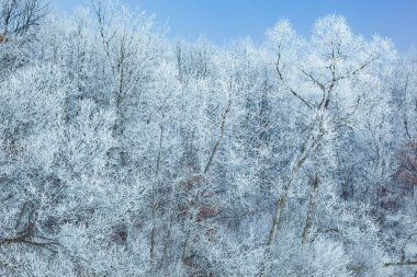 ABD 'nin Michigan eyaletindeki Eğri Göl kıyısındaki donmuş ağaçların kış manzarası.