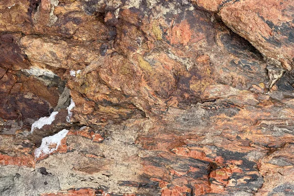 Nahaufnahme Von Versteinertem Holz Mit Schneekristallen Petrified Forest National Park — Stockfoto