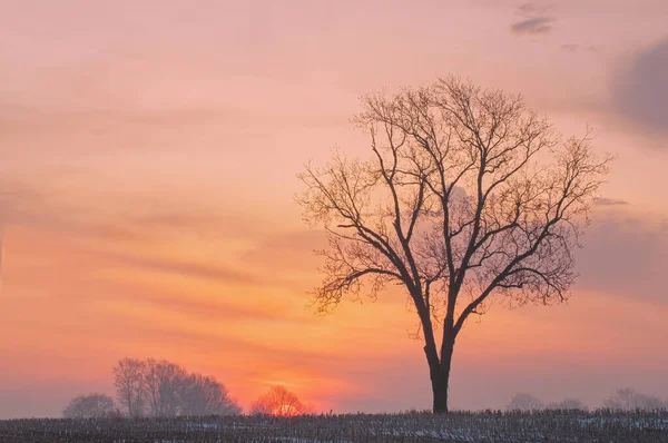 Paesaggio Alberi Spogli Paesaggio Rurale Invernale Sagomato Contro Cielo Colorato — Foto Stock