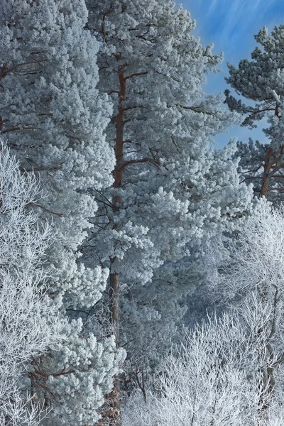 Paysage Hivernal Arbres Givrés Sur Rivage Lac Crooked Michigan États — Photo