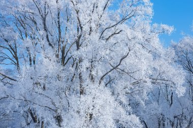 Michigan, ABD kırsal kesimindeki donmuş ağaçların kış manzarası
