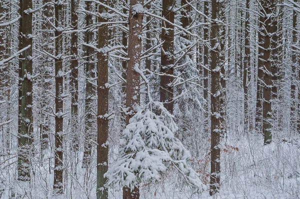 新鮮な雪に囲まれた冬の赤い松林の風景 ヤンキー スプリングス州立公園 ミシガン州 アメリカ — ストック写真