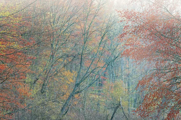 Çiçekli Akçaağaçlı Sisli Bahar Manzarası Doster Gölü Michigan Abd — Stok fotoğraf