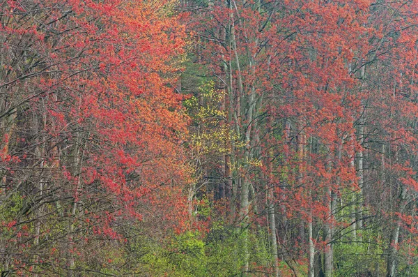 Paisaje Primaveral Bosque Con Arces Flor Douglas Lake Michigan —  Fotos de Stock