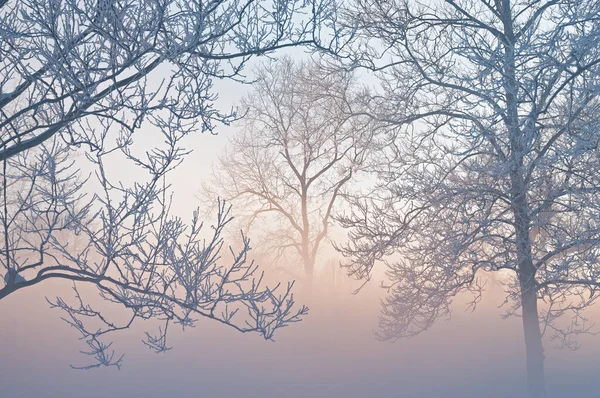 凍った朝の日の出に霧の中で樹氷の冬の風景 ミルハム公園 Kalamazoo ミシガン州 — ストック写真