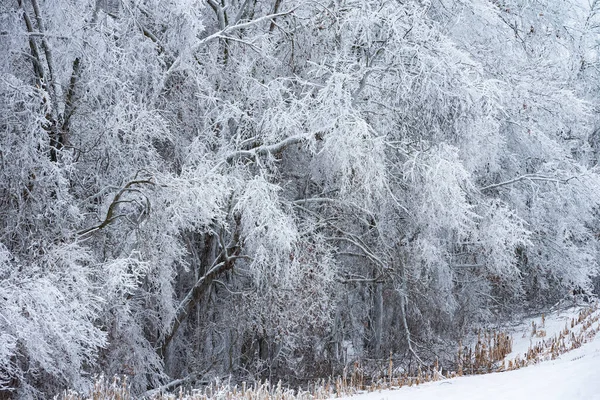 Bosque Invierno Helado Repleto Nieve Fresca Yankee Springs State Park —  Fotos de Stock