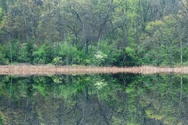 Wiosenny Krajobraz Lasu Odbiciami Spokojnej Wodzie Douglas Lake Michigan Usa — Zdjęcie stockowe