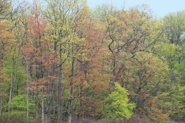 Εαρινό Τοπίο Της Ακτογραμμής Της Λίμνης Mud Michigan Ηπα — Φωτογραφία Αρχείου