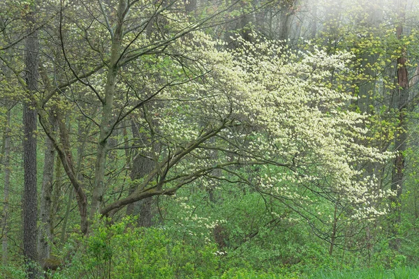 Foggy Spring Landscape Dogwood Tree Bloom Barry State Game Area — Stock Photo, Image