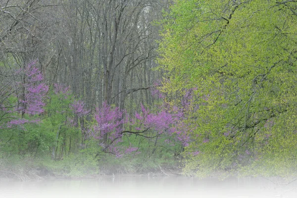 Foggy Landskap Våren Skog Med Rödknopp Blom Kalamazoo River Michigan — Stockfoto
