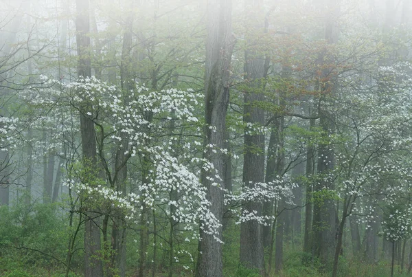 Foggy Spring Landscape Dogwood Trees Bloom Barry State Game Area — Stock Photo, Image