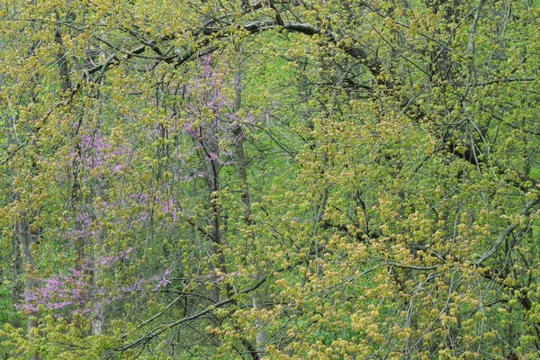 Landskap Vårskog Med Knopp Blom Kalamazoo River Michigan Usa — Stockfoto