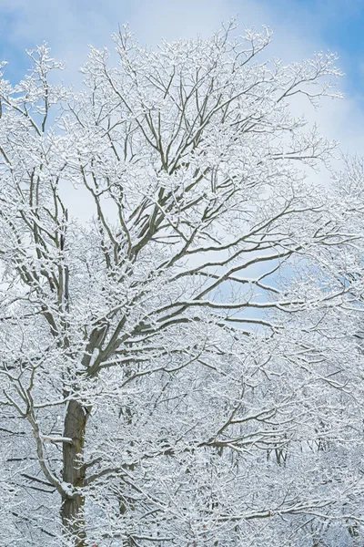 雪に囲まれた森の冬の風景 ヤンキー スプリングス州立公園 ミシガン州 アメリカ — ストック写真