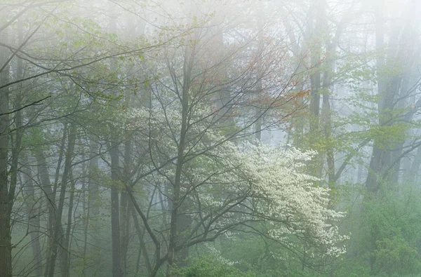 美国密歇根州巴里州狩猎区盛开的山核桃树的多雾的春景 — 图库照片