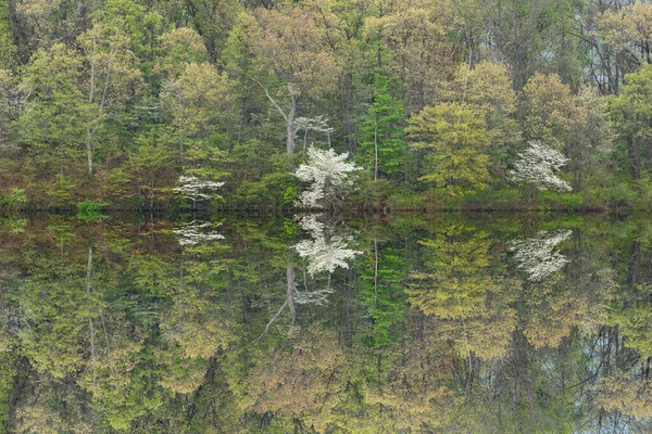 Landschaft Des Frühlingsufers Des Eagle Lake Mit Blühenden Hartriegeln Und — Stockfoto