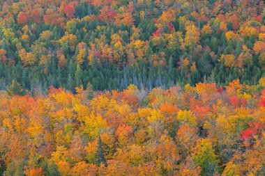 Brockway Mountain Drive 'dan sonbahar ormanı manzarası, Michigan' ın Yukarı Yarımadası, ABD