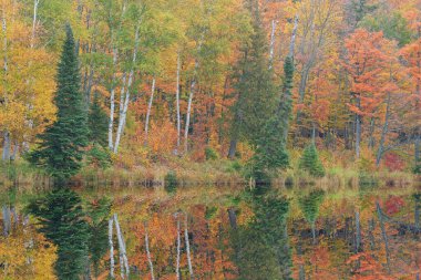 Alberta Gölü 'nün sonbahar manzarası sakin sularda yansıyan yansımalarla, Ottawa Ulusal Ormanı, Michigans Yukarı Yarımadası, ABD