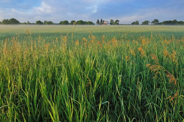 Paesaggio Estivo Prato Erboso Cascina Michigan Stati Uniti America — Foto Stock