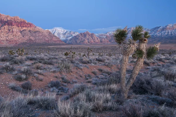 Zimní Krajina Národního Rekreačního Areálu Red Rock Canyon Las Vegas — Stock fotografie