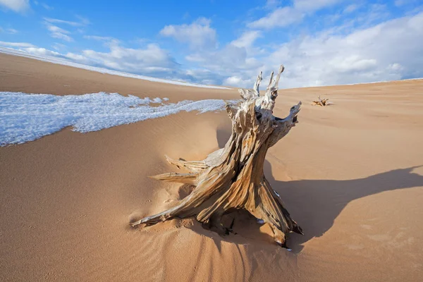 Zimní Krajina Pařezem Silver Lake Sand Dunes Silver Lake State — Stock fotografie