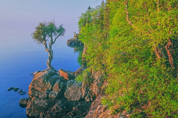 Letní Krajina Úsvitu Bílého Cedru Skalnatém Břehu Jezera Superior Minnesota — Stock fotografie