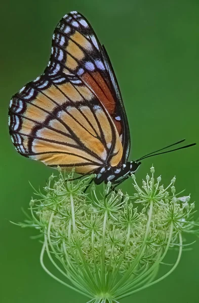 Close Viceroy Butterfly Perched Queen Anne Lace Seed Head Michigan — Stock Photo, Image