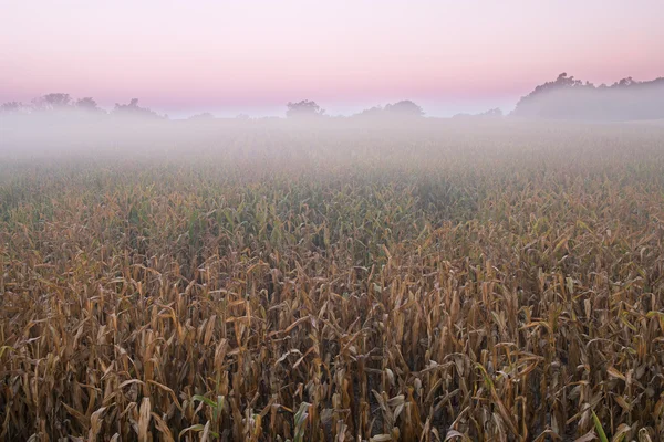 Campo di mais autunnale in nebbia — Foto Stock