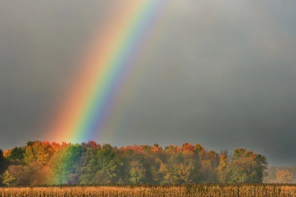 Arcobaleno sul campo di mais e alberi — Foto Stock