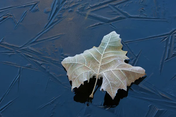 Frosted Sycamore Leaf on Ice — Stock Photo, Image