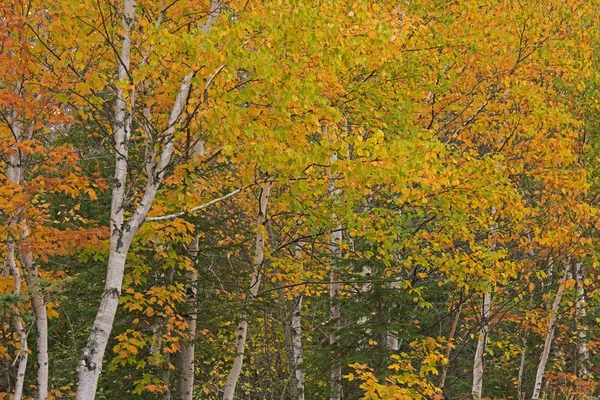 Herfst berk bos — Stockfoto