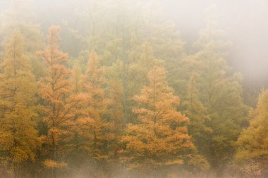 Sis sonbahar Tamaracks